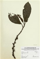 藏品(豬母乳)的圖片